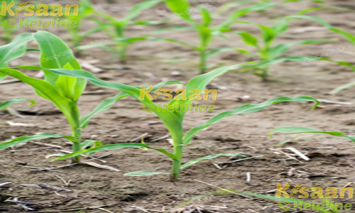 पूसा कम्पोजिट 3